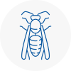 Ollerton Wasp Nest Removal